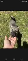 PURPLE collar, a female Alaskan Malamute and Norwegian Elkhound for sale in King George, VA – 1 of 5
