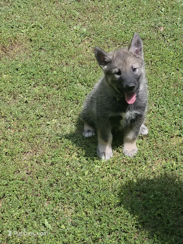 BLUE collar – Alaskan Malamute, Norwegian Elkhound puppy for sale in King George, VA