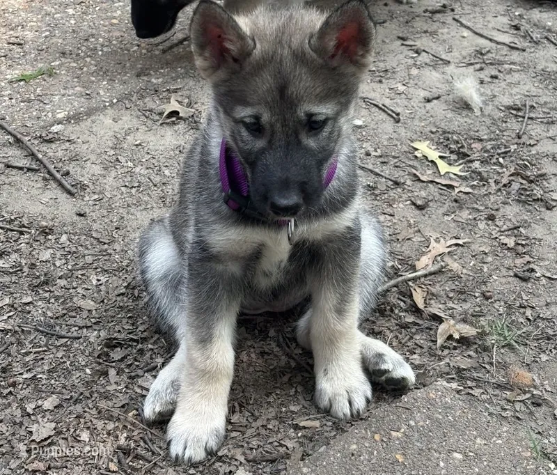 PURPLE collar – Alaskan Malamute, Norwegian Elkhound puppy for sale in King George, VA