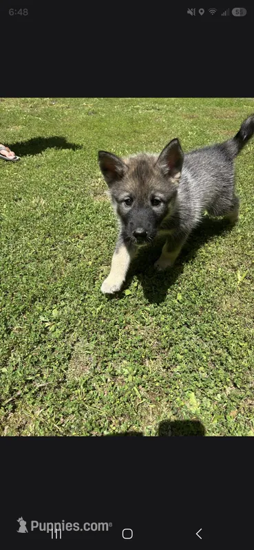 YELLOW collar – Alaskan Malamute, Norwegian Elkhound puppy for sale in King George, VA