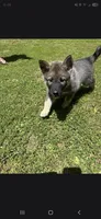 YELLOW collar, a female Alaskan Malamute and Norwegian Elkhound for sale in King George, VA – 1 of 4