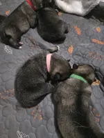 GREEN collar, a male Alaskan Malamute and Norwegian Elkhound for sale in King George, VA – 2 of 2