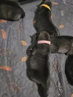 PINK collar, a female Alaskan Malamute and Norwegian Elkhound for sale in King George, VA – 2 of 2
