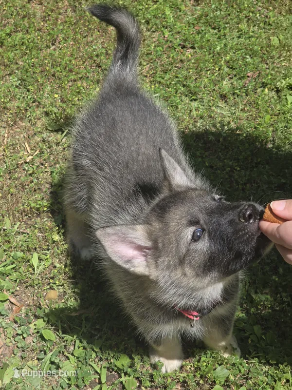 PINK collar – Alaskan Malamute, Norwegian Elkhound puppy for sale in King George, VA