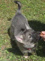 PINK collar, a female Alaskan Malamute and Norwegian Elkhound for sale in King George, VA – 1 of 4