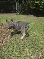 PURPLE collar, a female Alaskan Malamute and Norwegian Elkhound for sale in King George, VA – 3 of 5