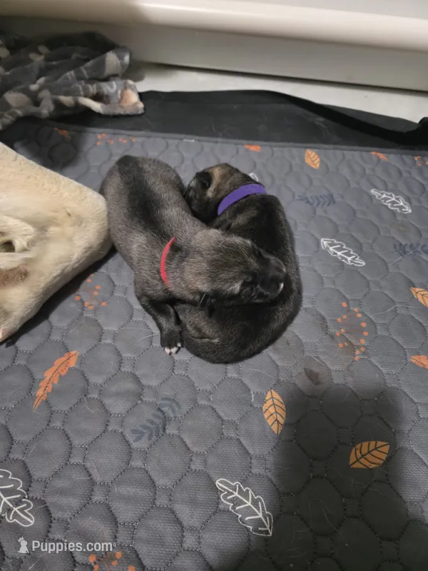 PURPLE collar – Alaskan Malamute, Norwegian Elkhound puppy for sale in King George, VA
