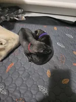 PURPLE collar, a female Alaskan Malamute and Norwegian Elkhound for sale in King George, VA – 1 of 2