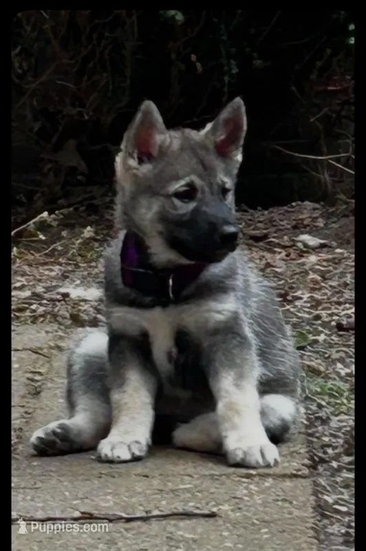 PURPLE collar – Alaskan Malamute, Norwegian Elkhound puppy for sale in King George, VA