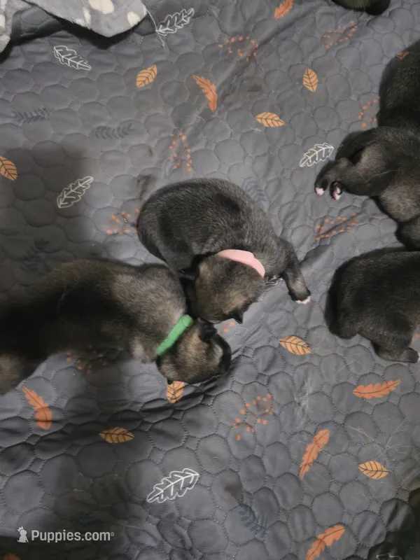GREEN collar – Alaskan Malamute, Norwegian Elkhound puppy for sale in King George, VA