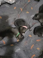 GREEN collar, a male Alaskan Malamute and Norwegian Elkhound for sale in King George, VA – 1 of 2