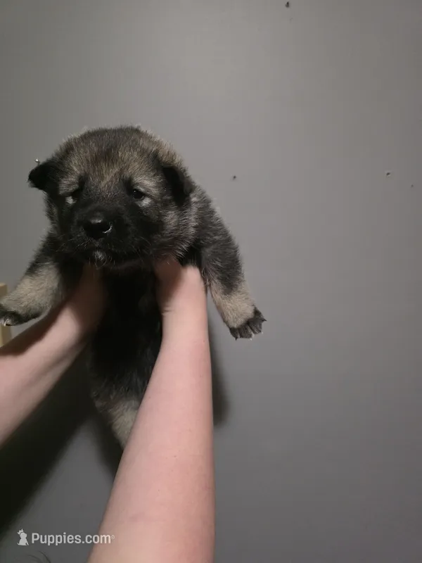 BLUE collar – Alaskan Malamute, Norwegian Elkhound puppy for sale in King George, VA