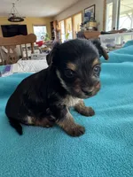 Reba, a female Yorkshire Terrier for sale in Fort Worth, TX – Photo 2 of 4