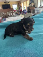 Reba, a female Yorkshire Terrier for sale in Fort Worth, TX – Photo 4 of 4