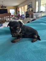 Reba, a female Yorkshire Terrier for sale in Fort Worth, TX – Photo 3 of 4