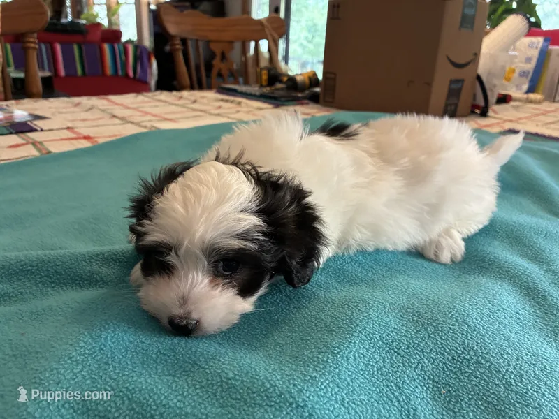 Leo – Morkie puppy for sale in Fort Worth, TX
