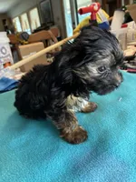 Andie, a male Yorkshire Terrier for sale in Fort Worth, TX – 3 of 6