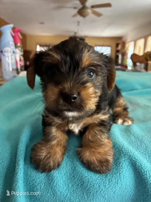 Andie – Yorkshire Terrier puppy for sale in Fort Worth, TX