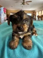 Andie, a male Yorkshire Terrier for sale in Fort Worth, TX – 1 of 4