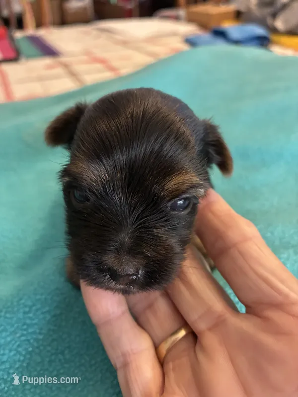 Reba – Yorkshire Terrier puppy for sale in Fort Worth, TX
