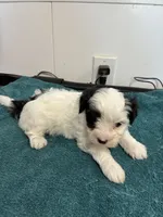 Leo, a male Morkie for sale in Fort Worth, TX – 2 of 2