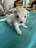 Micky, a male Maltipoo for sale in Fort Worth, TX – 1 of 4
