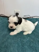 Charlie, a male Morkie for sale in Fort Worth, TX – 2 of 3