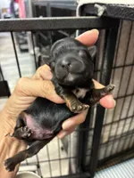 Andie, a male Yorkshire Terrier for sale in Fort Worth, TX – 2 of 2