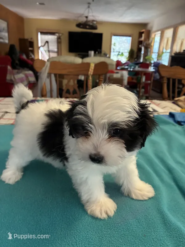 Leo – Morkie puppy for sale in Fort Worth, TX