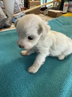 Micky, a male Maltipoo for sale in Fort Worth, TX – 2 of 4