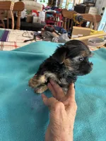 Reba, a female Yorkshire Terrier for sale in Fort Worth, TX – 2 of 4