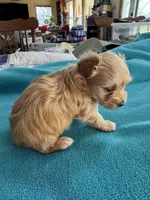 Rube, a female Yorkshire Terrier for sale in Fort Worth, TX – Photo 3 of 4