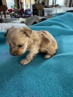 Rube, a female Yorkshire Terrier for sale in Fort Worth, TX – Photo 4 of 4