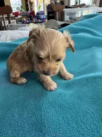 Rube, a female Yorkshire Terrier for sale in Fort Worth, TX – Photo 2 of 4