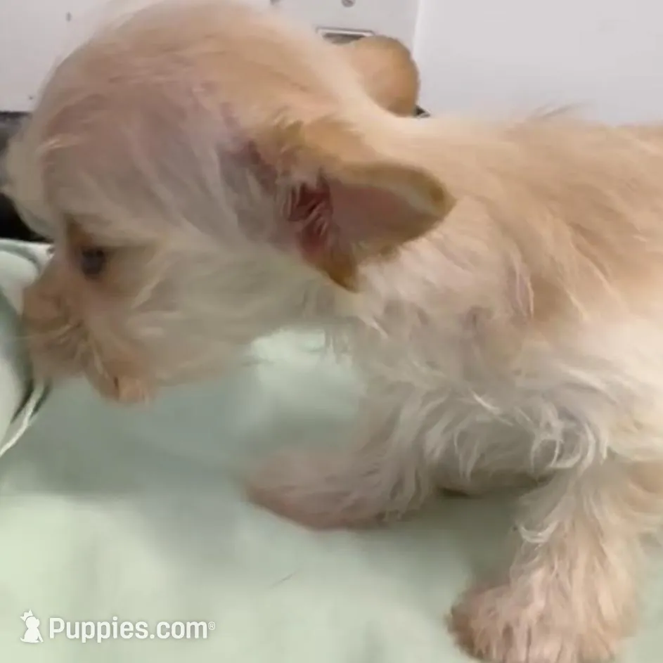 Dusty, a female Yorkshire Terrier for sale in Fort Worth, TX – Photo 2 of 3