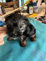 Andie, a male Yorkshire Terrier for sale in Fort Worth, TX – 4 of 6