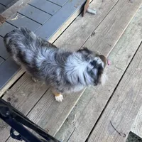 Mya, a female Miniature Australian Shepherd for sale in Fort Worth, TX – Photo 2 of 2