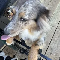 Mya, a female Miniature Australian Shepherd for sale in Fort Worth, TX – Photo 1 of 2