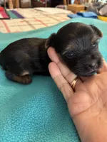 Reba, a female Yorkshire Terrier for sale in Fort Worth, TX – 4 of 4
