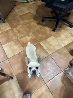 Banco, a male French Bulldog for sale in Fort Worth, TX – Photo 3 of 3