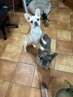 Banco, a male French Bulldog for sale in Fort Worth, TX – Photo 2 of 3