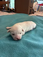 Rockie, a male Maltipoo for sale in Fort Worth, TX – 2 of 3