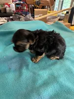 Reba, a female Yorkshire Terrier for sale in Fort Worth, TX – 3 of 4