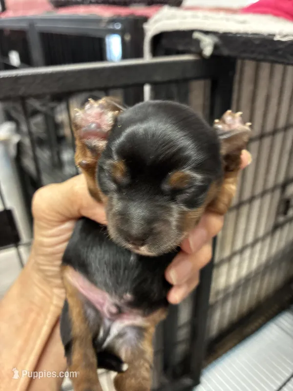 Andie – Yorkshire Terrier puppy for sale in Fort Worth, TX