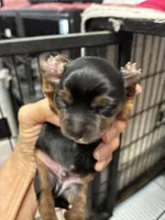 Andie, a male Yorkshire Terrier for sale in Fort Worth, TX – 1 of 2