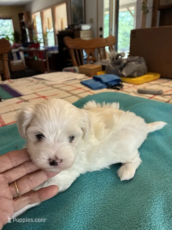 Rockie – Maltipoo puppy for sale in Fort Worth, TX