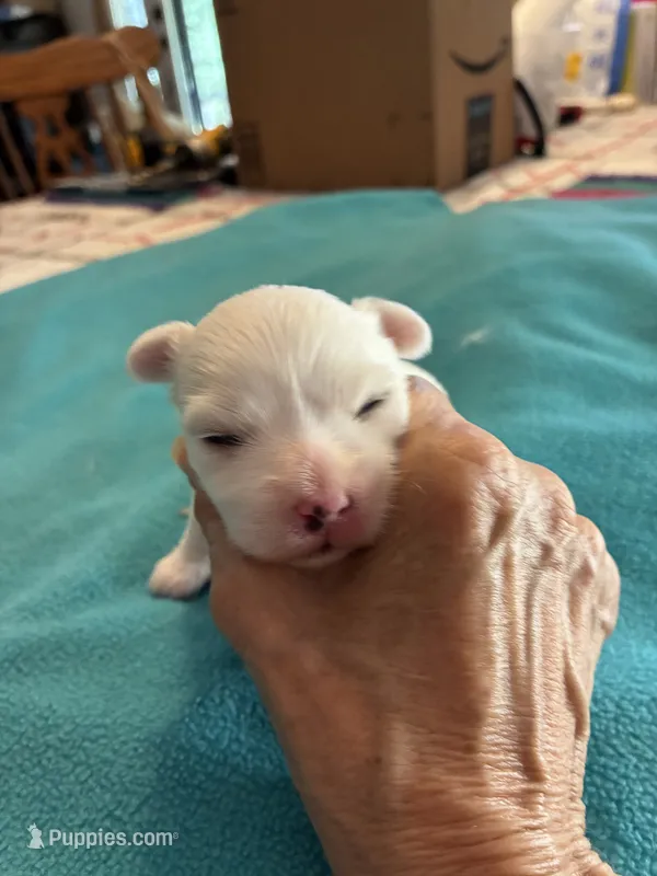 Rockie – Maltipoo puppy for sale in Fort Worth, TX