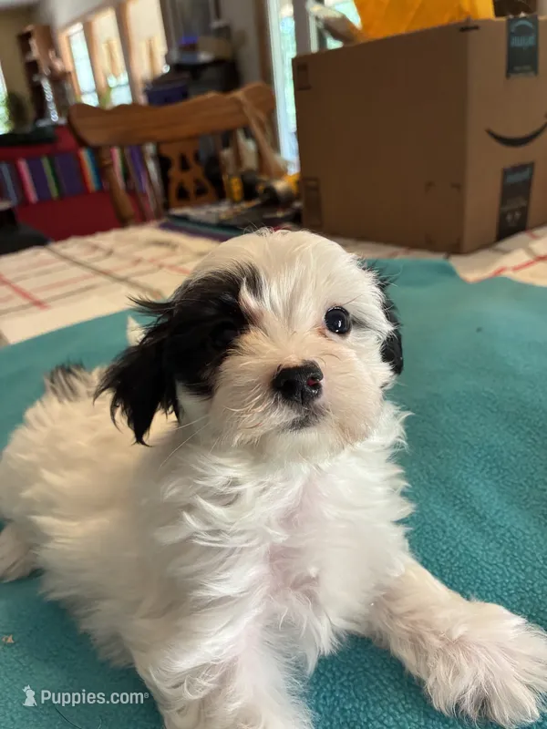 Charlie – Morkie puppy for sale in Fort Worth, TX
