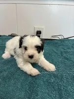 Charlie, a male Morkie for sale in Fort Worth, TX – 3 of 3