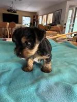 Reba, a female Yorkshire Terrier for sale in Fort Worth, TX – 4 of 4